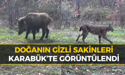 Karabük’te Yaban Hayatı Fotokapana Yansıdı