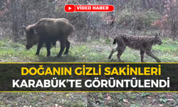 Karabük’te Yaban Hayatı Fotokapana Yansıdı