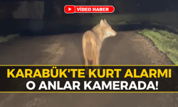 Karabük’te Köye İnen Kurt Korkuttu!