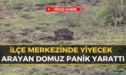 Safranbolu'da Yaban Hayatı Şehirde: Ayı ve Domuz Kameralara Yansıdı!