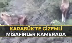 Karabük'te Kekik Toplamaya Gitti, Kayalıklarda Onları Gördü