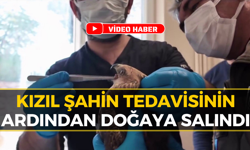 Safranbolu’da Kızıl Şahin Tedavi Edilerek Doğaya Salındı