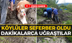 Yenice’de Kurtarma Operasyonu: İneğin İmdadına Köylüler Yetişti