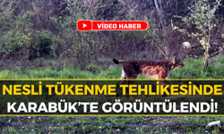 Karabük'te Nadir Tür Vaşak Saniye Saniye Kaydedildi