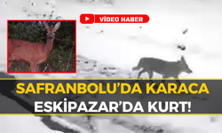 Karabük Ormanlarında Hareketli Dakikalar: İşte O Anlar
