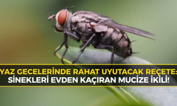 Kimyasal İlaçları Unutun: Karabük’te Evinde Sinek İstemeyen Bu Yöntemi Deniyor!