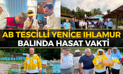 AB Tescilli Yenice Ihlamur Balında Hasat Heyecanı