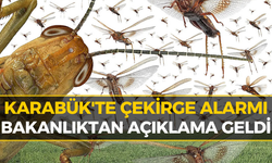 Karabük'te Görülen Çekirgeler Korkutmuştu! Bakanlık Gerçeği Açıkladı