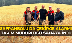 Safranbolu'da Çekirge İstilası İddiaları Sonrası Gerçek Ortaya Çıktı