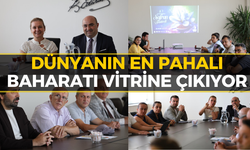 Safranbolu'da Dev Etkinlik: Safran Hasadı Festivali Başlıyor!