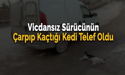 Onun ki de Can Değil mi? Kediye Çarptı Ardına Bile Bakmadan Kaçtı...