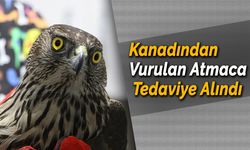 Yaralı Atmaca İki Haftalık Tedaviden Sonra Sağlığına Kavuşacak