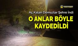 Domuzlar Yiyecek Aramak İçin Şehrin Yolunu Tuttu