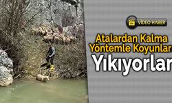 Eflani'de Koyun Yıkama Geleneği Yüzyıllardır Yaşatılıyor