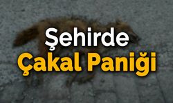 Karabük'te Aç Kalan Çakal Şehre İndi