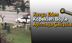 Yoldan Geçen Vatandaşlar Kavga Eden Köpekleri Zor Ayırdı