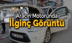 Otomobilin Motor Kısmına Yuva Yapınca...