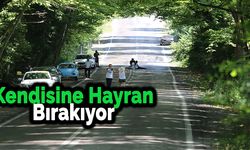 Doğal ağaç tünelli yol kendisine hayran bırakıyor