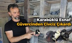 Güvercinler Civciv Çıkardı