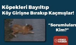 Köpekleri Bayıltıp Köy Girişine Bırakmışlar!