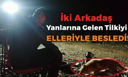 Yanlarına Gelen Tilkiyi Elleriyle Beslediler