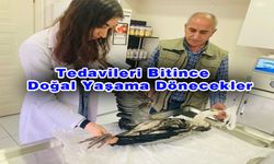 Yaralı Balıkçıl ve Sakarmeke Tedavi Altına Alındı