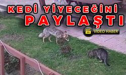 TİLKİ İLE KEDİDEN KARDEŞLİK ÖRNEĞİ