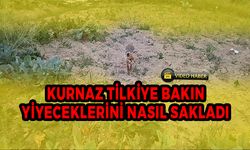 TİLKİ TOPRAĞIN ALTINA YİYECEKLERİNİ SAKLADI