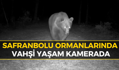 Safranbolu'da Boz Ayı Fotokapanla Görüntülendi