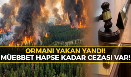 Orman Yangınında Cezalar Ağırlaşıyor! İşte Detaylar