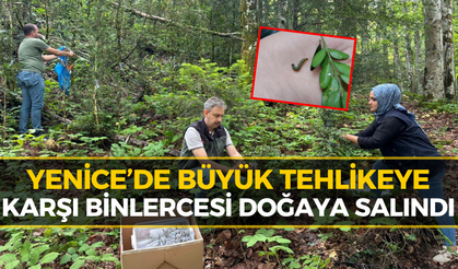 Yenice Ormanlarında Bakın Ne Yapıldı! Binlercesi Doğaya Salındı