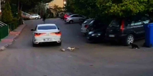 Kediyi ezip kaçan sürücüye 4 bin 554 lira ceza kesildi