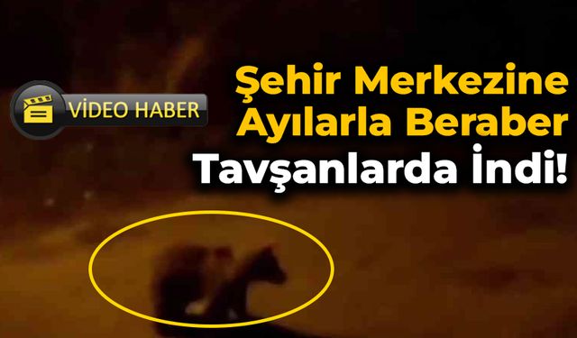 Şehir merkezine inen ayı ve yaban tavşanı kamerada
