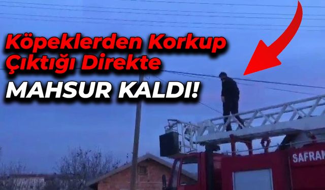Köpeklerden korkup çıktığı direkte mahsur kaldı