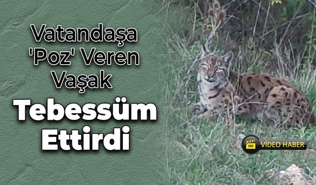 Vatandaşa 'Poz' Veren Vaşak Tebessüm Ettirdi