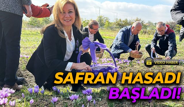 UNESCO Mirası Safran Tarlalarında Yoğun İlgi!