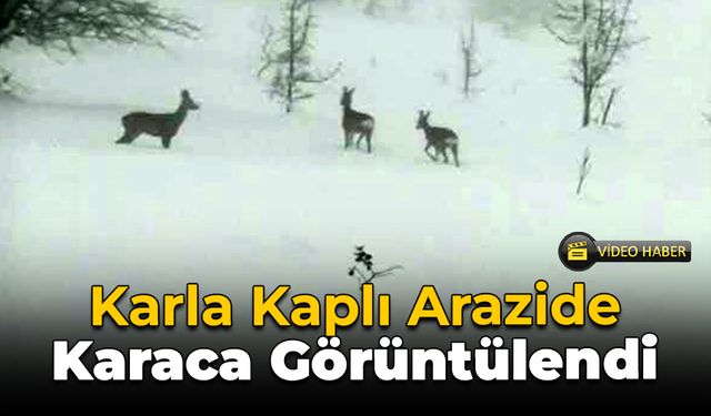 Karla Kaplı Arazide 3 Karaca Kameralara Yansıdı!