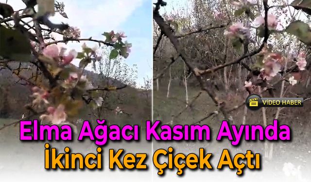 Elma Ağacı Kasımda Hem Çiçek Açtı Hem Meyve Verdi