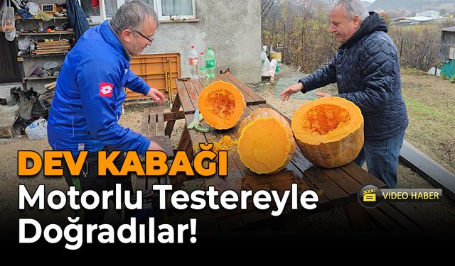 Karabük’te Dev Kabak Şaşkınlığı! Motorlu Testereyle Kesilebildi