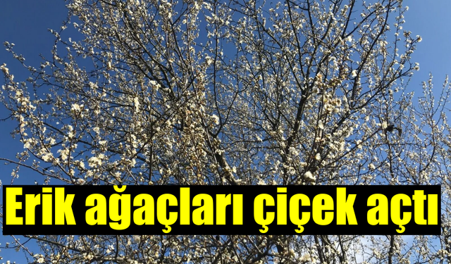 Son Cemrenin Düşmesiyle Bahar Geldi Çiçekler Açtı
