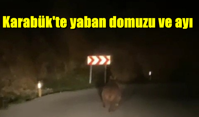 Karabük'te yaban domuzu ve ayı görüntülendi