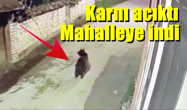 Ormanda yiyecek bulamayan ayı mahalleleri turladı