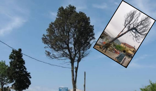 Amasra'nın sembolü ''Ağlayan Ağaç'' kesildi!
