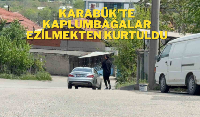 Duyarlı sürücü, kaplumbağaları ezilmekten kurtardı