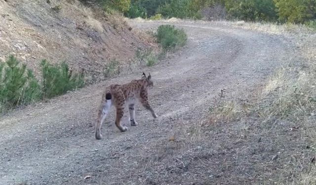 Çankırı’da yaban hayatı kamerada