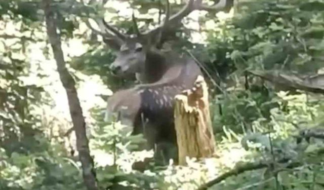 Kastamonu’da benekli kızıl geyik görüntülendi