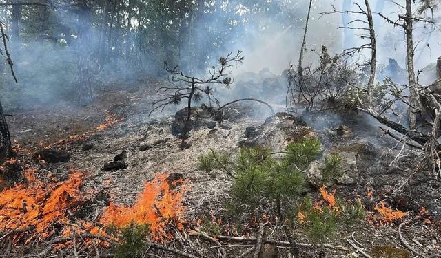 Kastamonu’da çıkan orman yangını büyümeden söndürüldü