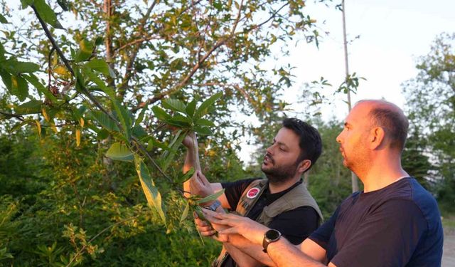 Kestane ağaçlarını kurutan gal arısıyla mücadele sürüyor: Kestane balında verimin artması bekleniyor