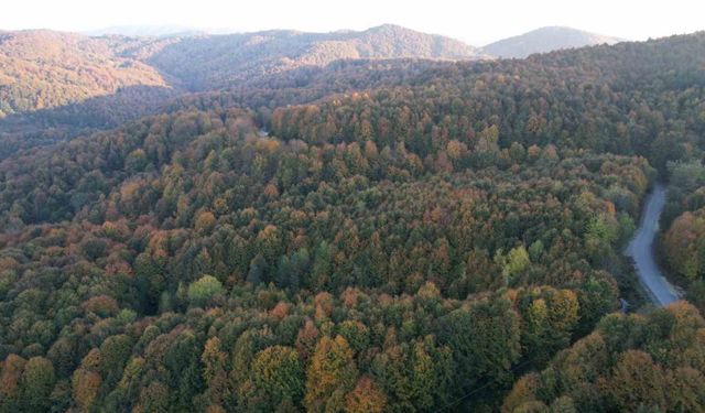 Zonguldak Valiliği 30 Eylül’e kadar ormanlara girişleri yasakladı