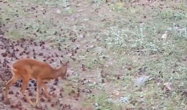 Çankırı’da yaban hayatı kamerada